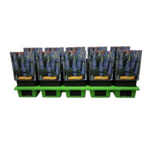 Lupinus The Governor Lupinus 'The Governor' P11
(10 Plants/Order)(11cmP 25cmH)