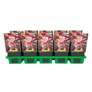 Aquilegia caerulea Aquilegia caerulea 'Spring Magic® pink & White' P11
(10 Plants/Order)(11cmP 25cmH)