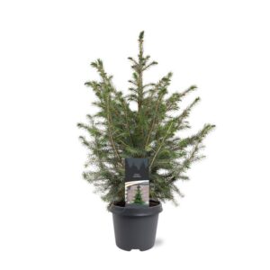 Picea omorika Picea omorika
(1 Plants/Order)(23cmP 55cmH)