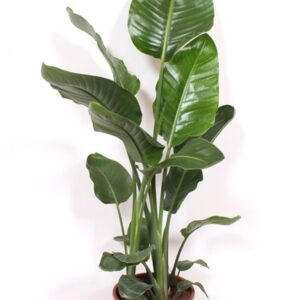 Strelitzia nicolai Strelitzia nicolai
(1 Plants/Order)(27cmP 140cmH)