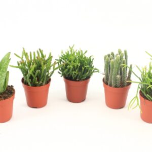 Succulenten mix Succulenten mixed P5,5 mini
(20 Plants/Order)(5.5cmP 10cmH)