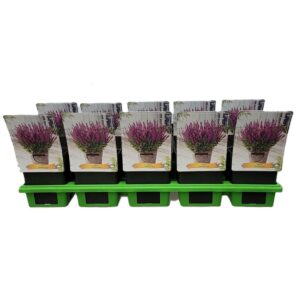 Salvia Salvia 'Synchro Pink' P11
(10 Plants/Order)(11cmP 25cmH)