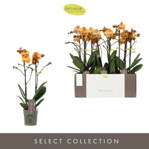 Phalaenopsis Multiflora Exclusivo Las Vegas 2 spike
(6 Plants/Order)(12cmP 45cmH)