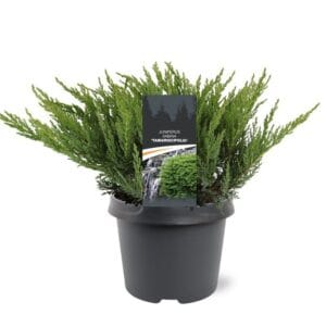 Juniperus sabina Tamariscifolia
(1 Plants/Order)(19cmP 30cmH)
