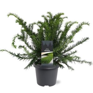 Taxus baccata Repandens Taxus baccata 'Repandens'
(1 Plants/Order)(23cmP 40cmH)
