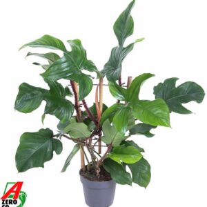 Philodendron Philodendron Red Wonder(Squamiferum) op Rack P19 (NO GAP)
(1 Plants/Order)(19cmP 60cmH)