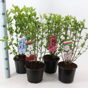 Hibiscus syriacus Hibiscus syriacus mix (minimum order one layer)
(1 Plants/Order)(19cmP 40cmH)