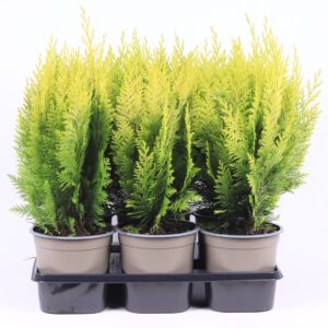 Chamaecyparis Stardust Chamaecyparis lawsoniana 'Stardust'
(6 Plants/Order)(15cmP 30cmH)
