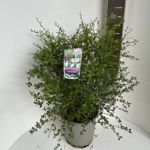 Ceanothus thyrsiflorus Ceanothus thyr. 'Millerton Point'
(1 Plants/Order)(29cmP 50cmH)