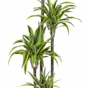 Dracaena Lemon Lime Dracaena Lemon Lime 120-90-60-30
(1 Plants/Order)(27cmP 180cmH)
