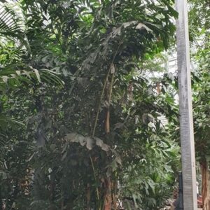 Caryota mitis Caryota mitis
(1 Plants/Order)(85cmP 525cmH)