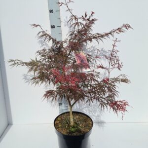 Acer palmatum Garnet Acer palmatum 'Garnet'
(1 Plants/Order)(26cmP 90cmH)