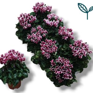 Cyclamen Tianis Fantasia Magenta Cyclamen-FANTASIA WIJNROOD
(8 Plants/Order)(10.5cmP 20cmH)