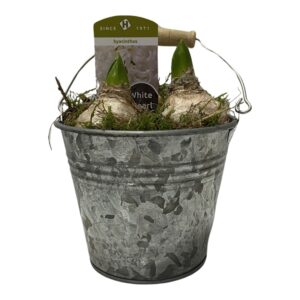 Hyacinthus Arrangement Zinc emmer 13 cm hyacint
(8 Plants/Order)(13cmP 20cmH)