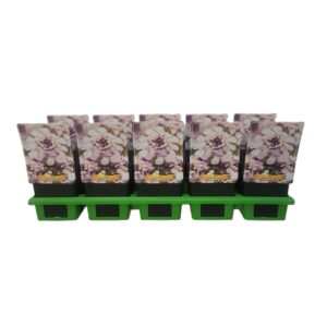 Iberis Iberis semp. 'Pink Ice' P11
(10 Plants/Order)(11cmP 25cmH)