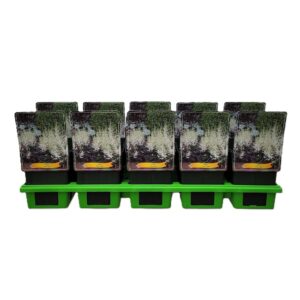 Astilbe Astilbe 'Snow Spirit' P11
(10 Plants/Order)(11cmP 25cmH)