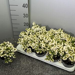 Gaultheria Pernettya white
(12 Plants/Order)(10.5cmP 20cmH)