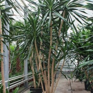 Dracaena Dracaena Gymea
(1 Plants/Order)(70cmP 400cmH)