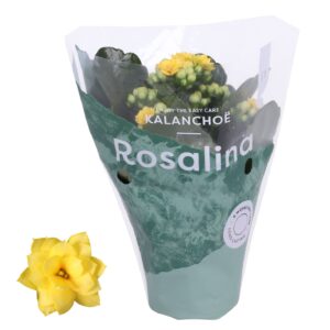 Kalanchoe Rosalina Don Amarillo Kalanchoe Rosalina 07cm Don Amarillo dark yellow
(16 Plants/Order)(7cmP 15cmH)