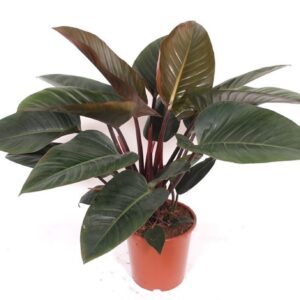 Philodendron Philodendron Congo Red
(1 Plants/Order)(27cmP 100cmH)