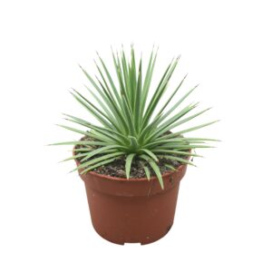 Agave stricta 'Nana' Agave nana 10,5 cm
(10 Plants/Order)(10.5cmP 15cmH)