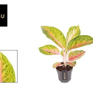 Aglaonema other Aglaonema Grand Blossom
(6 Plants/Order)(12cmP 30cmH)