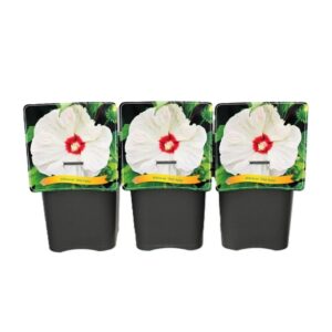 Hibiscus Hibiscus other Old Yella C5
(1 Plants/Order)(21cmP 35cmH)