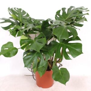 Monstera deliciosa Monstera deliciosa
(1 Plants/Order)(30cmP 100cmH)