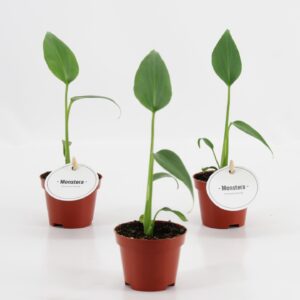 Monstera Monstera Burle Marx Flame
(12 Plants/Order)(6cmP 12cmH)