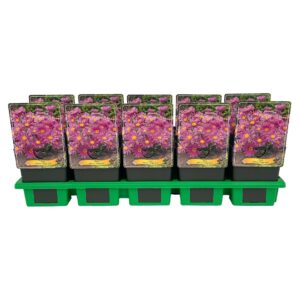 Aster alpinus Happy End Aster alpinus 'Happy End' P11
(10 Plants/Order)(11cmP 25cmH)