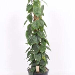 Philodendron scandens
(1 Plants/Order)(34cmP 160cmH)