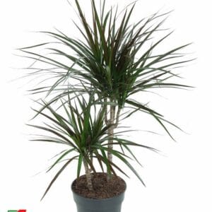 Dracaena Magenta Dracaena Magenta 30-10
(1 Plants/Order)(19cmP 80cmH)