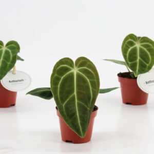 Anthurium Leaf Anthurium Regale
(20 Plants/Order)(6cmP 15cmH)