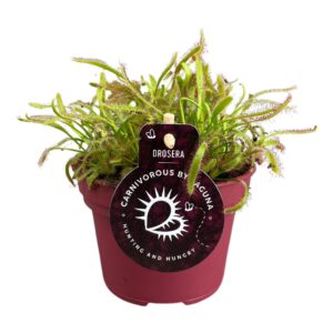 Drosera Drosera Capensis 12 cm breedbladig red
(6 Plants/Order)(12cmP 17cmH)