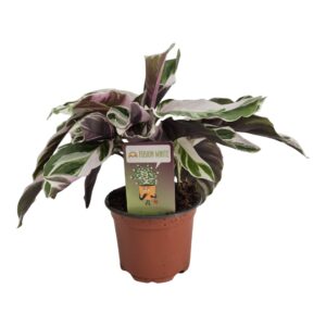 Calathea Fusion White Calathea Fusion White
(9 Plants/Order)(10.5cmP 15cmH)