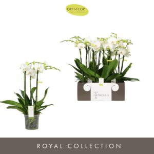 Phalaenopsis white more Ripsen Impresso Mathilde 3 spike
(6 Plants/Order)(15cmP 60cmH)
