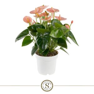 Anthurium (Andreanum Grp) Spirit Spirit 14cm
(7 Plants/Order)(14cmP 50cmH)