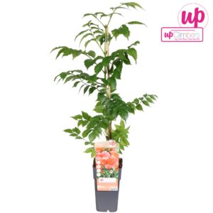 Campsis Flamenco Campsis radicans Flamenco (geënt) P15
(10 Plants/Order)(15cmP 65cmH)