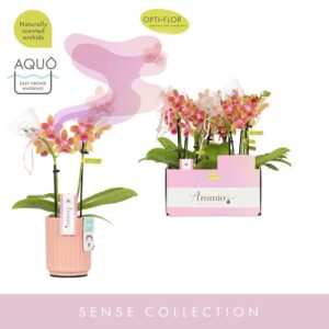 Phalaenopsis Multiflora Aromio Spring 2 spike in Molise Salmon Aquo
(6 Plants/Order)(7cmP 25cmH)