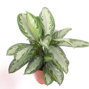 Aglaonema Silver Bay Aglaonema Silver Bay
(1 Plants/Order)(24cmP 70cmH)