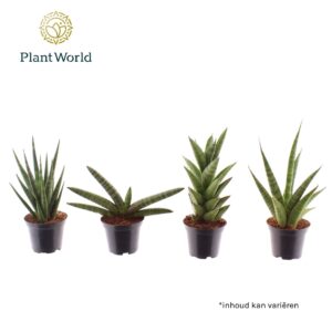 Sansevieria Cylindrica Sansevieria mix basic mix 7 cm
(28 Plants/Order)(7cmP 10cmH)