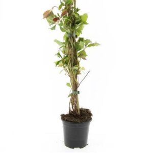 Parthenocissus Parthenocissus quinq.engelmannii
(8 Plants/Order)(14cmP 10cmH)