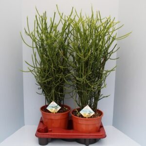 Euphorbia Tirucalli Bio Euphorbia tirucalli 35-TIRU19
(5 Plants/Order)(19cmP 55cmH)