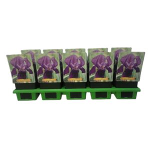 Iris germanica Iris germanica 'Joanna' P11
(10 Plants/Order)(11cmP 25cmH)