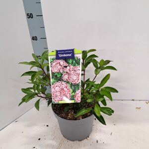 Kalmia latifolia Kalmia lat. 'Ginkona'
(1 Plants/Order)(21cmP 50cmH)