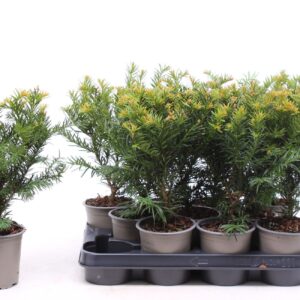 Taxus baccata Repandens
(11 Plants/Order)(11cmP 30cmH)