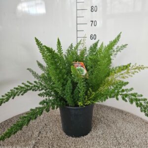 Asparagus Meyers Asparagus d. meyers
(1 Plants/Order)(27cmP 60cmH)