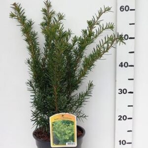 Taxus media Densiformis Taxus media 'Densiformis'
(1 Plants/Order)(19cmP 55cmH)