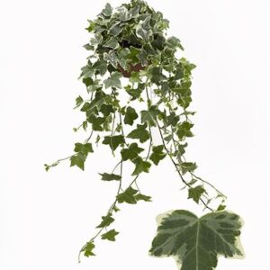 Hedera white VARI witbont 13cm
(8 Plants/Order)(13cmP 25cmH)