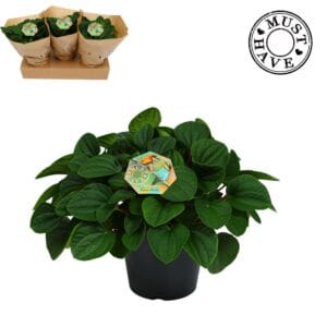 Peperomia albovittata Rana Verde must have'
(3 Plants/Order)(17cmP 5cmH)